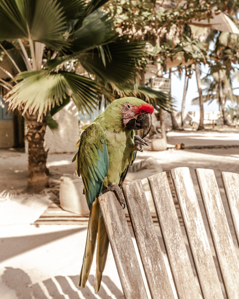 A green native parrot sitting on the top of a chair on the sand at Eteka Beach Cartagena hotel