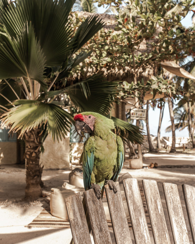A green native parrot sitting on the top of a chair on the sand at Eteka Beach Cartagena hotel