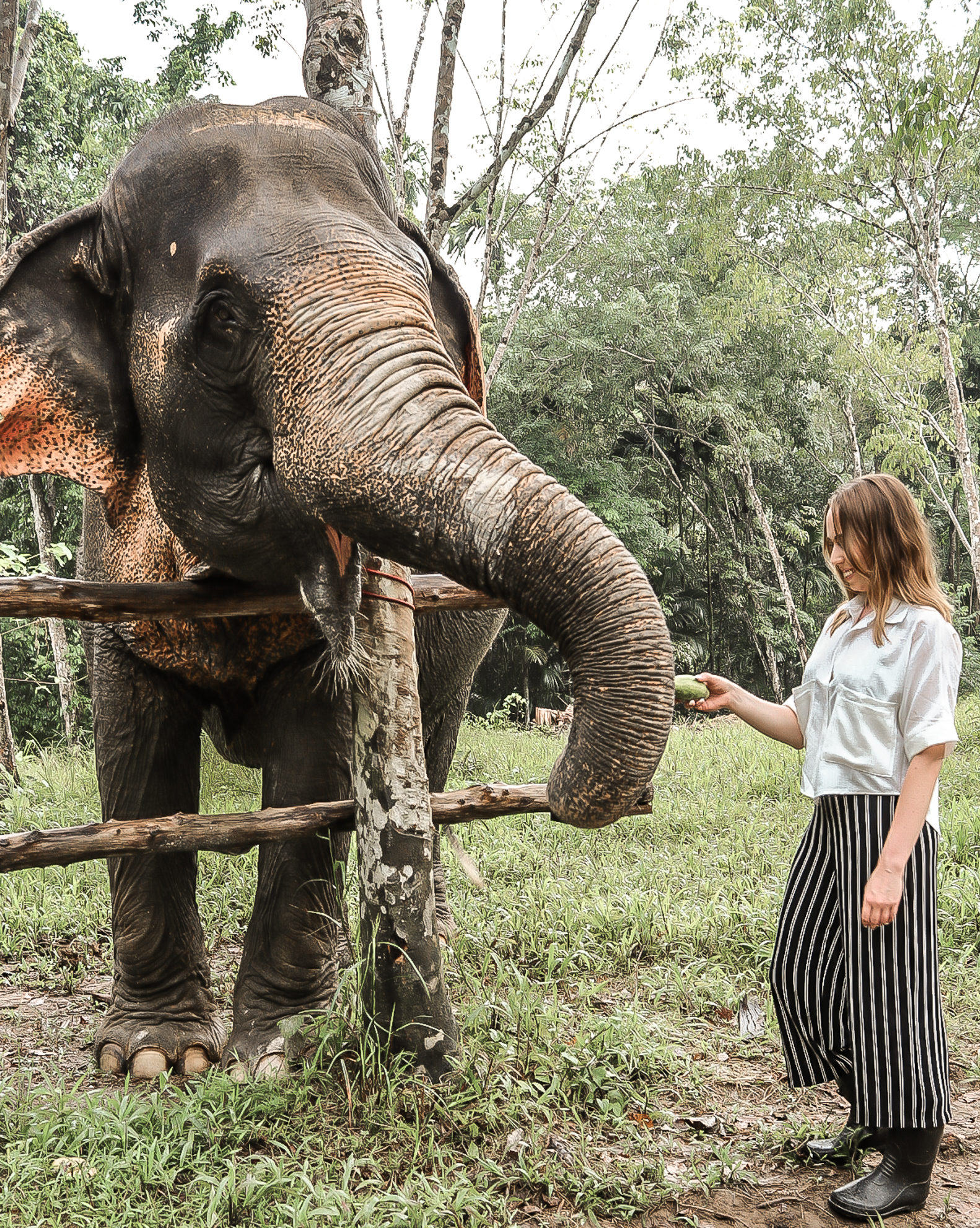 phuket elephant excursion