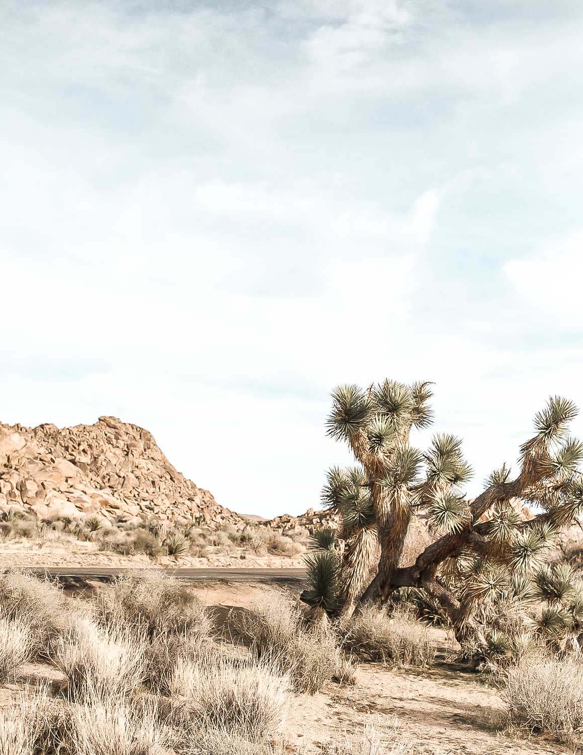 Joshua Trees in Joshua Tree.