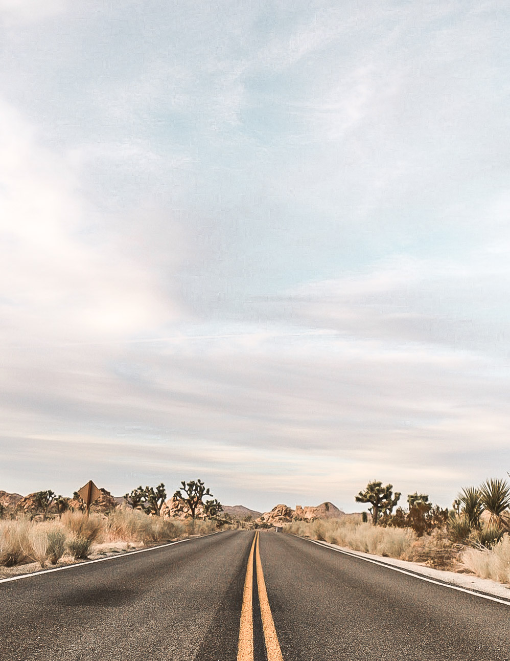 An open road in the middle of Joshua Tree in the California desert.
