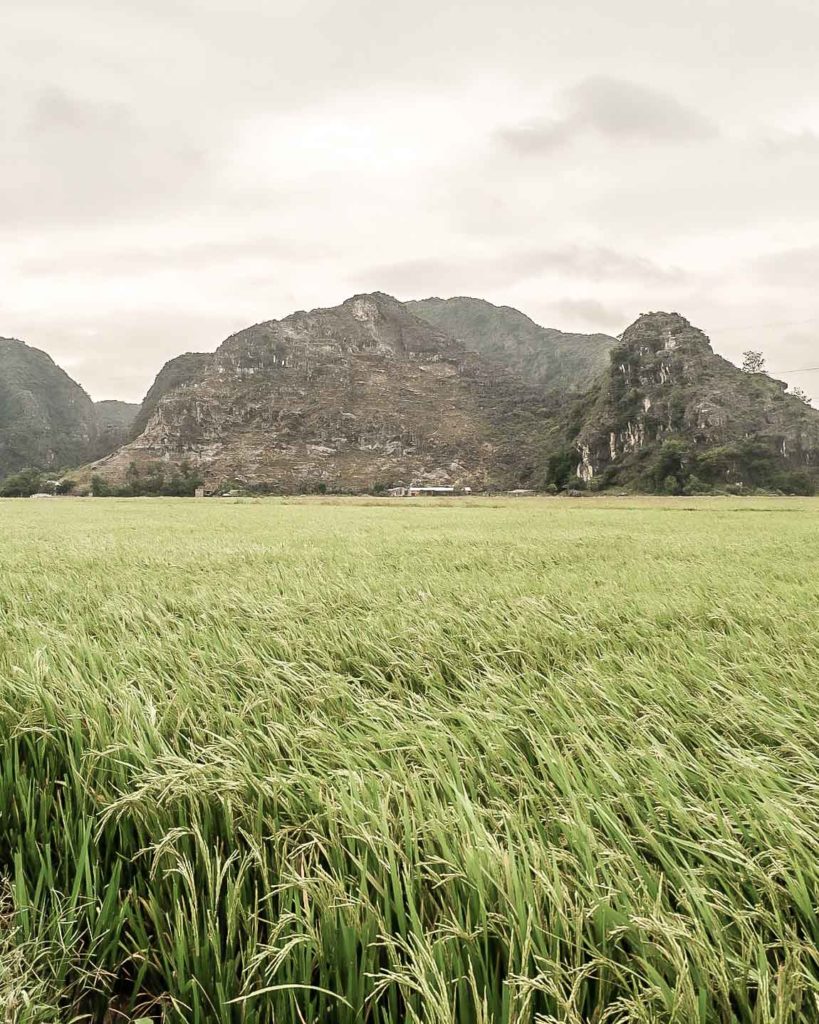 Visiting the rice fields in Ninh Binh, Vietnam