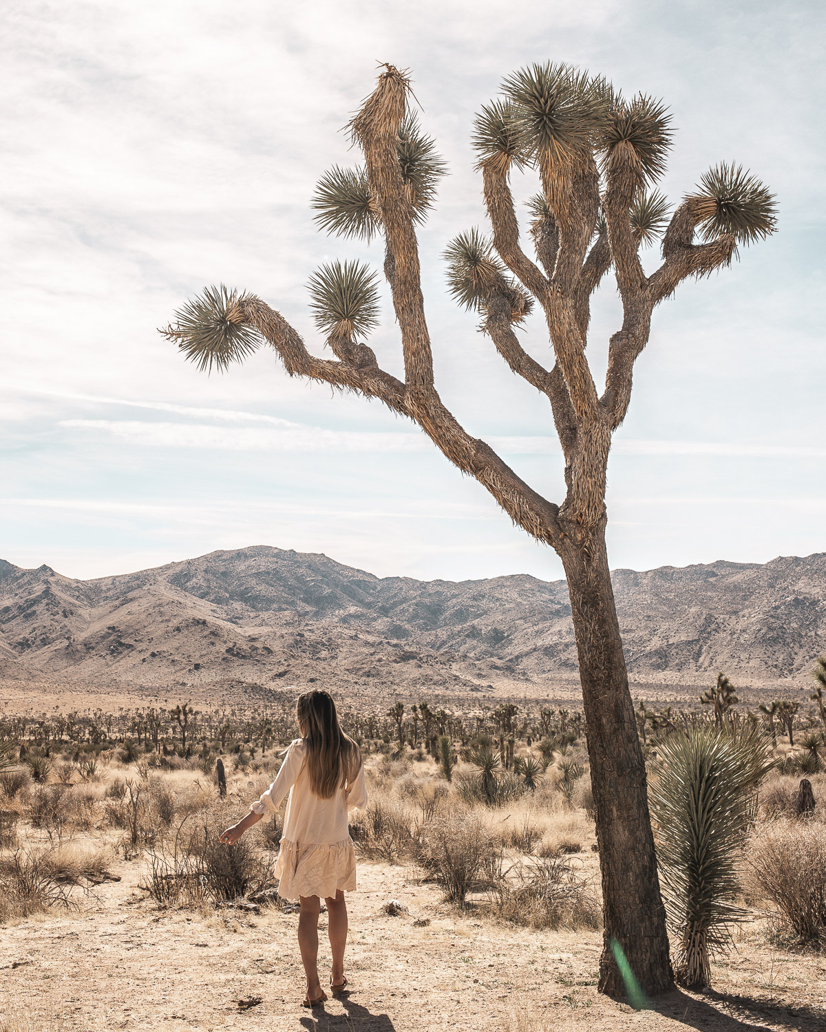 Wandering among the Joshua Trees in Joshua Tree National Park, California.
