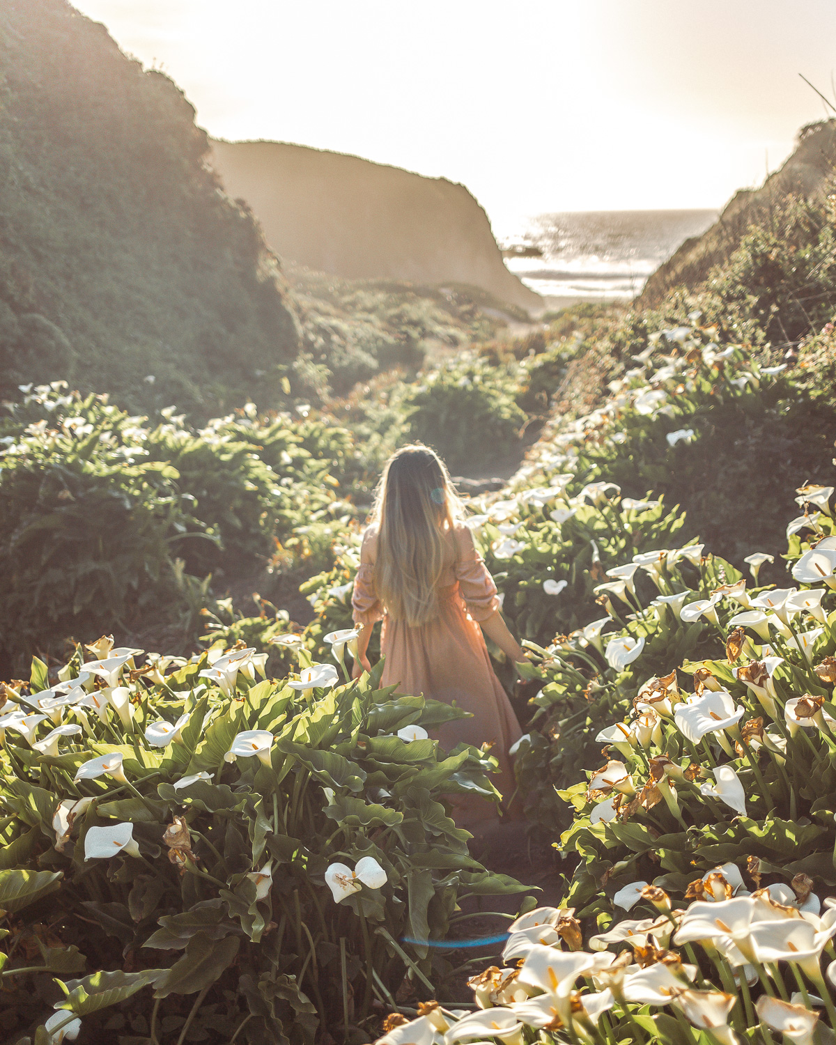 Calla Lily Valley in Garrapata State Beach · Sunset golden hour light overlooking the ocean in Big Sur, California.