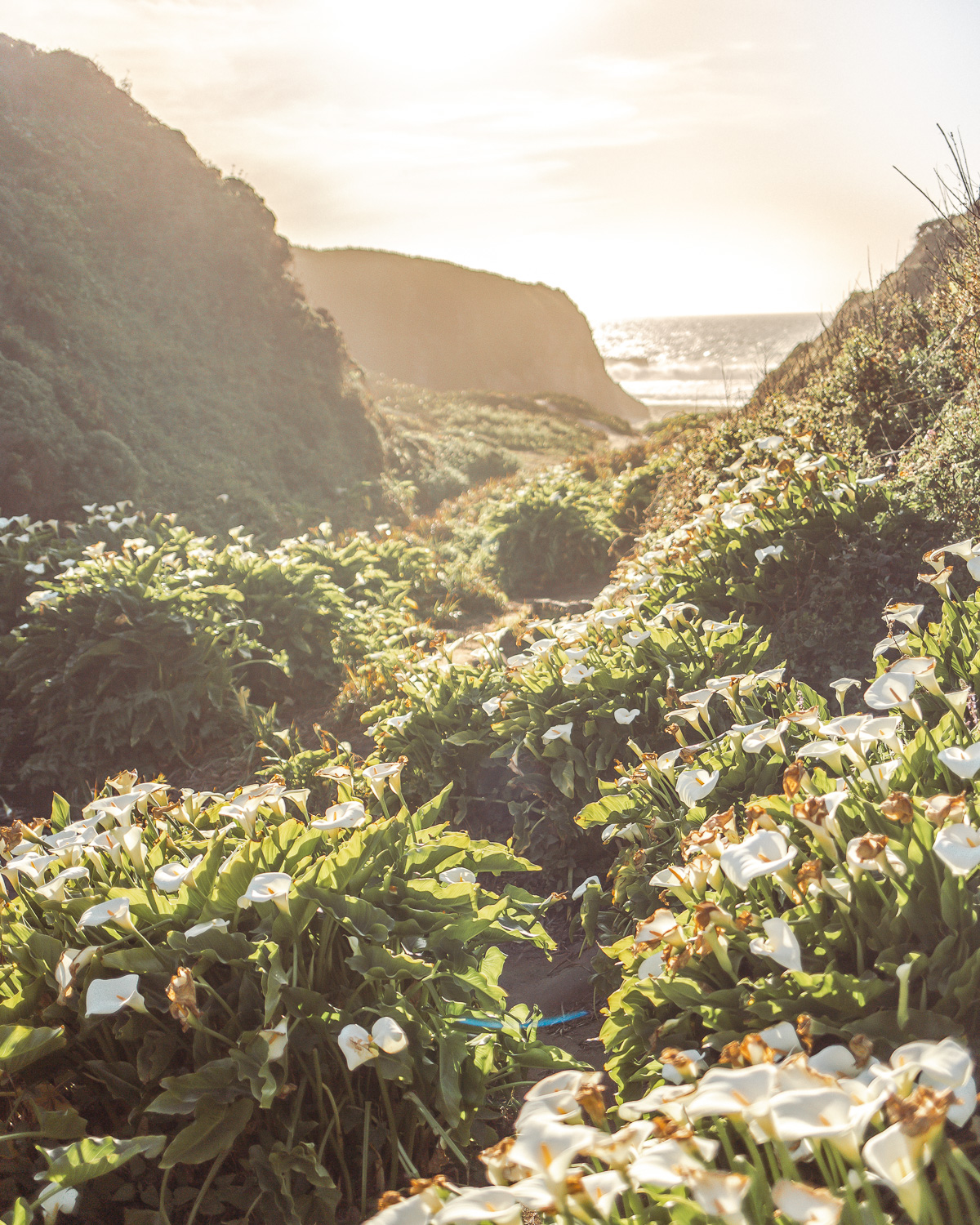 Calla Lily Valley in Garrapata Beach· Golden hour light overlooking Big Sur, California
